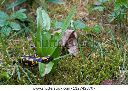 The fire salamander (Salamandra salamandra) is possibly the best-known salamander species in Europe. Animal with the basal leaves of an Orchis, orchid in Slovakia in moss.