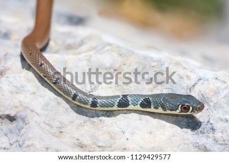Platyceps najadum, known commonly as Dahl's whip snake, is a species of snake in the genus Platyceps of the family Colubridae. Macro portrait on limestone in Turkey. 