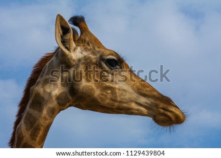 Giraffe close up shot