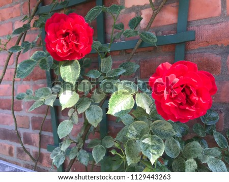 two red roses