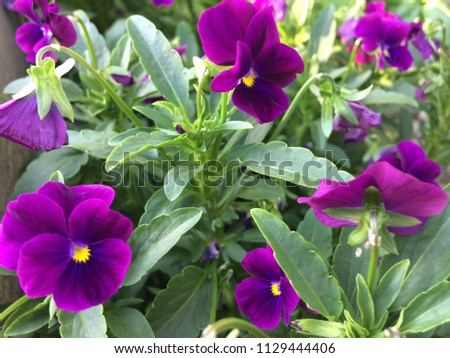 Bright purple pansies Royalty-Free Stock Photo #1129444406