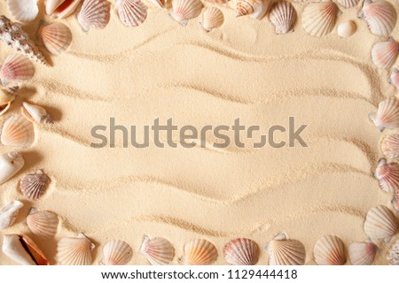 Shells in the background of sand