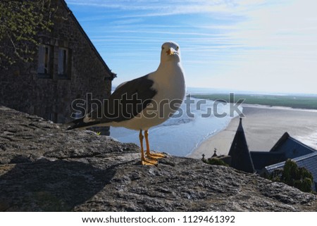 White seagull standing on a stone wall. High tide near ancient Mont Saint-Michel abbey at the background. Normandy, France, Europe.
