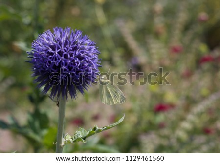 Pale Yellow Butterfly On Echinops Against Soft Coloured Background With Copy Space - Image