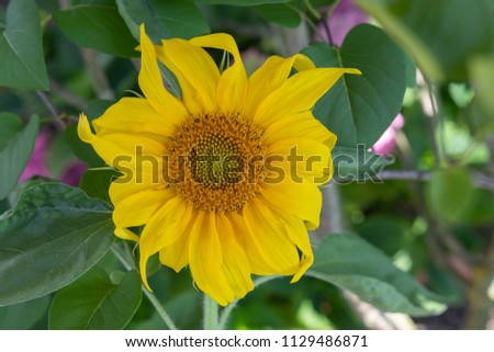 Sunflower on unfocused natural green background