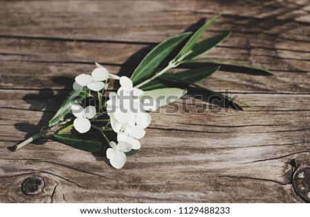 Styled stock photo. Feminine floral still life composition. Closeup of green olive branch and white hydrangea flowers lying on the old wooden table. Vintage design, blurred background.