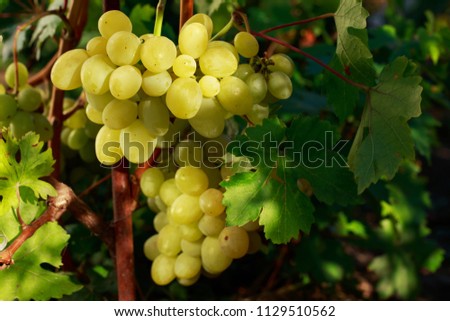 bunch of ripe grapes hanging on the bush