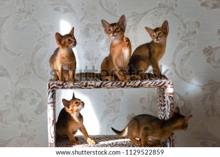 Abyssinian cat, kittens playing, beautiful and funny