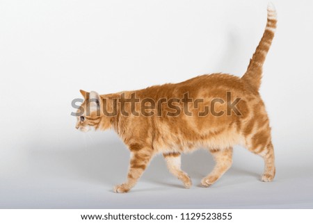 A Beautiful Domestic Orange Striped cat walking in strange, weird, funny positions. Animal portrait against white background.