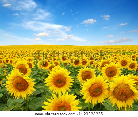 sunflowers field on sky background