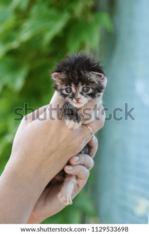 newborn fluffy kitten in the womans hands