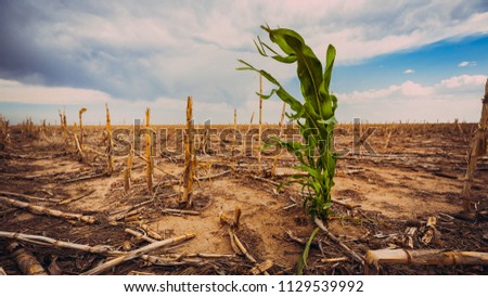 Extreme drought in a cornfield under a hot sun. There is one green stalk of corn.