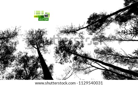 Silhouette of tall trees in the forest