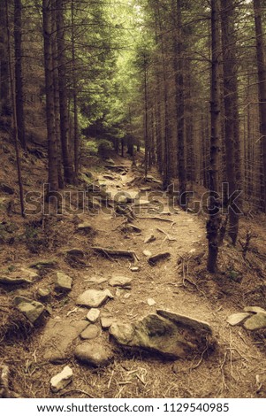 North scandinavian pine forest with path and stones, Sweden natural travel outdoors background