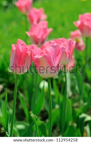 Pink beautiful tulips field in spring time