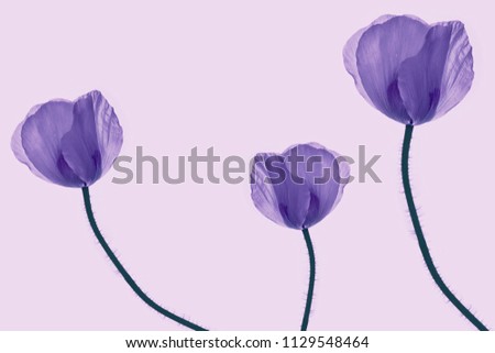 Natural floral background. Bright colorful poppies flowers.