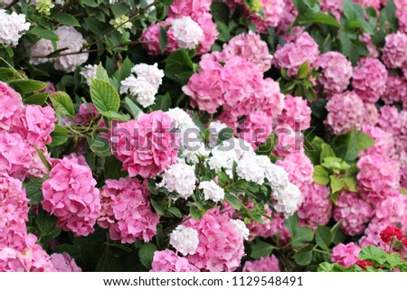 Wall of hydrangeas. Flowers in the garden. White and pink hydrangeas in the garden. Wallpaper. Background