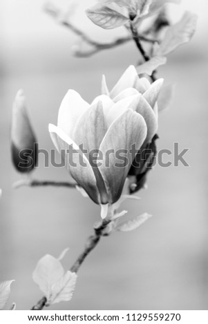 Luck, health, life force concept. Blossom of purple magnolia on tree branch. Magnolia flowers blossoming on white background. Spring nature, beauty, environment.