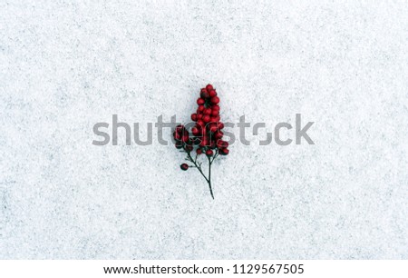 Red Berries on Snow