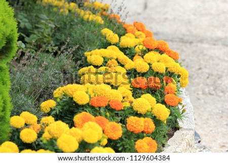 The flowers of Tagetes erecta as a border in the garden