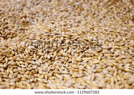 Wheat seeds grain