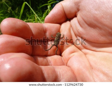 Photo of a tiny brown frog climbing on a human hand