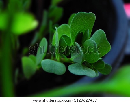 Slipper Green Herb Plant Leaves - Macro        