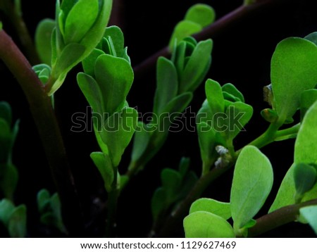 Slipper Green Herb Plant Leaves - Macro        
