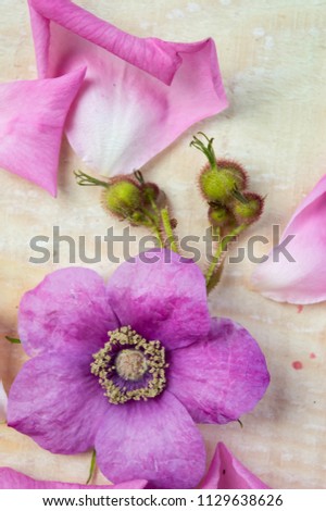 Pink flowers petals on wooden background