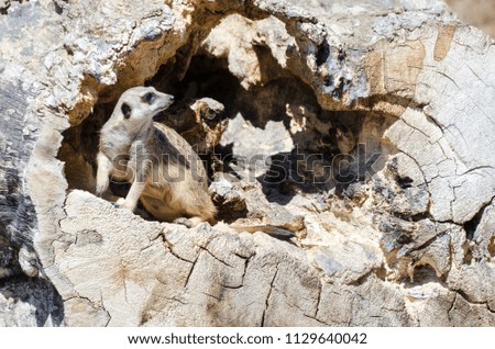 Meerkat in a Tree Stump