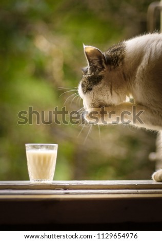 hungry cat drink milk from glass on windowsill on summer green background