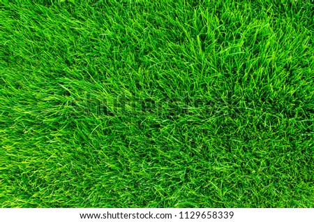 Green fresh Grass field full frame Image. Empty Lawn grass close up flat lay. Natural lawn background