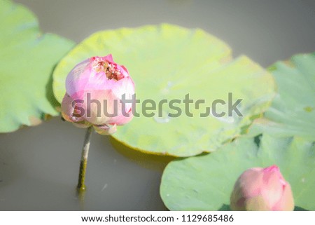 Lotus pink in the garden