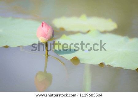 Lotus pink in the garden