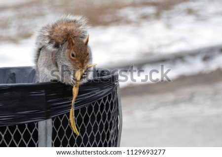 Grey squirrel eating a banana peel on garbage can, Boston