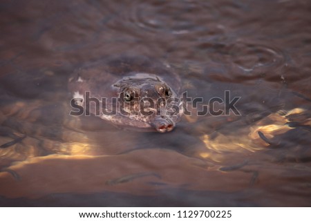 Florida softshell turtle Apalone ferox swims in a pond in Naples, Florida