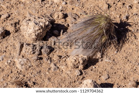 Small, grassy, tussock plant in brown, stoney sand desert in Damaraland, Namibia, Africa.