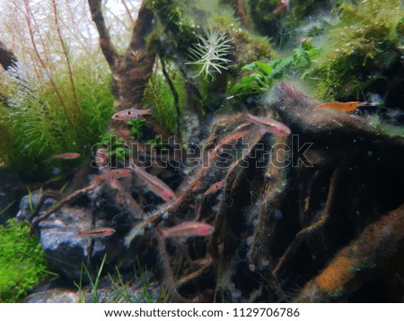 The under water world. Aquarium tank scene