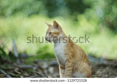 Cute cat in the forest blur bokeh 