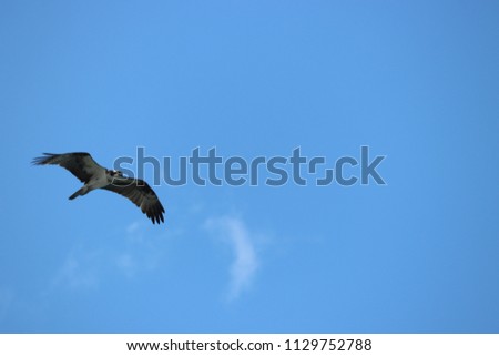 Osprey bird in flight, flying high in the sky.