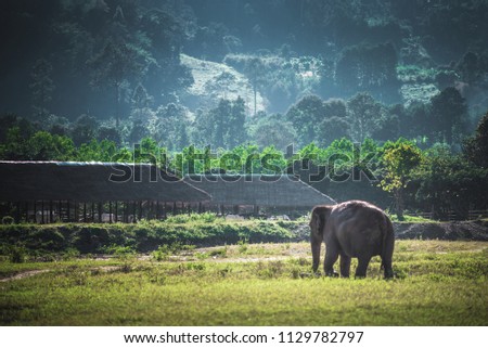 Elephant Nature Park | Thailand