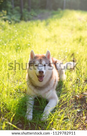 Portrait of Cute beautiful beige and white siberian husky dog with brown eyes lying in green grass on sunset background and yellow sunny backlight.