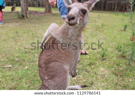 Kangaroo in Morisset Park, Sydney, New South Wales, Australia  