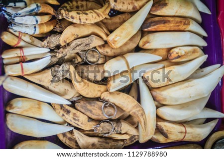 Animal's fang amulet for sale. Souvenirs made of animal's bone and tooth for sale as amulet at the Thai-Cambodia border market. Royalty-Free Stock Photo #1129788980