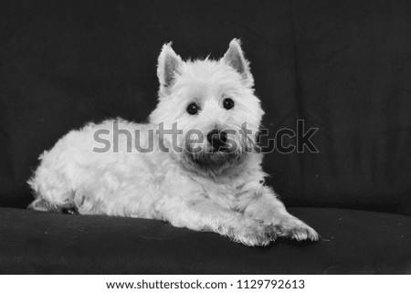 Black an white photography. Westie. West Highland White terrier with black background