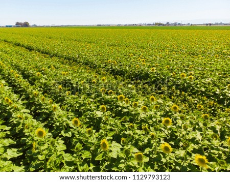 Aerial View of Sunflower Field