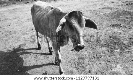 Young black and white Indian calf at dairy farm. Newborn baby cow black and white picture.