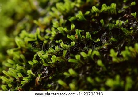 Closeup, macro. Moss on the tree,  background of Nature,Wildlife, selective focus