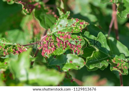 Maple tree infested with gall mites