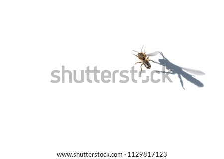 Flying honeybee casts its shadow on a white background